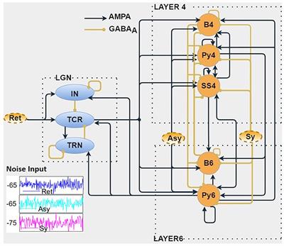 In silico Effects of Synaptic Connections in the Visual Thalamocortical Pathway